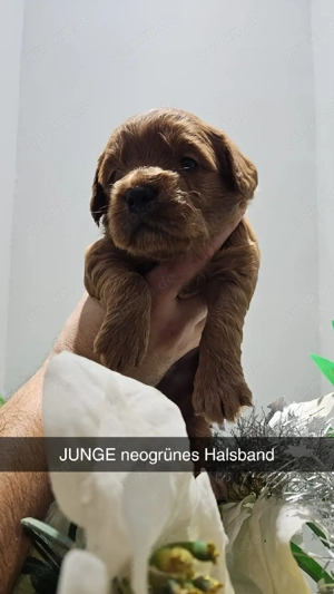 Goldendoodel F1 mini Bild 8