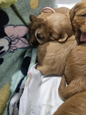 Goldendoodel F1 mini Bild 10