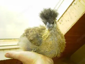 Bruteier von Zwergseidenhühner wildfarbig