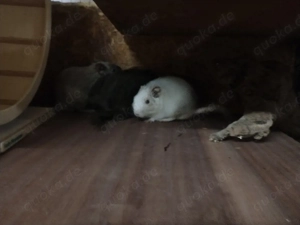 Degugruppe mit Käfig