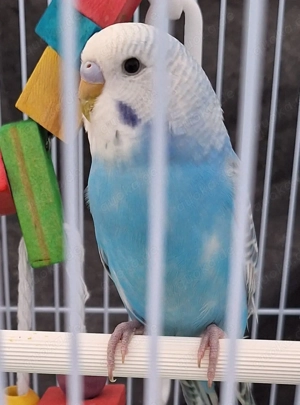 Wellensittiche super zahm 9 momate alt Weibchen.