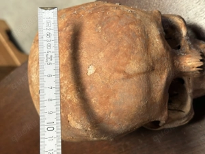 Schädel aus wissenschaftlicher Altsammlung Bild 5