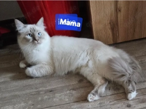 Wurfankündigung Heilige Birma für Febr.