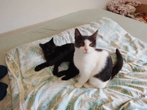 Katzen  mit Zubehör 