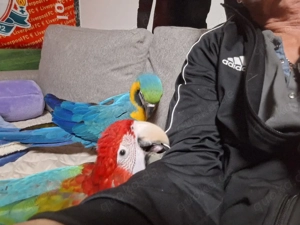 Ara Pärchen  Bild 4