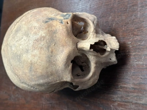 Schädel aus wissenschaftlicher Altsammlung No.IV _1103
