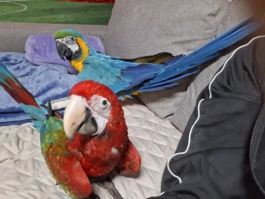 Ara Pärchen  Bild 5