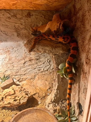 2 Kornnatternschlagen (weiblich & männlich) mit Terarium suchen neues Zuhause  Bild 3