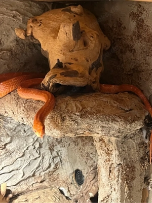 2 Kornnatternschlagen (weiblich & männlich) mit Terarium suchen neues Zuhause  Bild 5