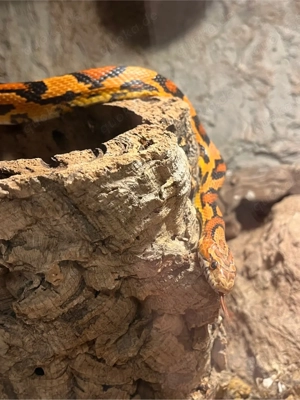 2 Kornnatternschlagen (weiblich & männlich) mit Terarium suchen neues Zuhause  Bild 4