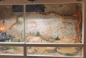 2 Kornnatternschlagen (weiblich & männlich) mit Terarium suchen neues Zuhause 