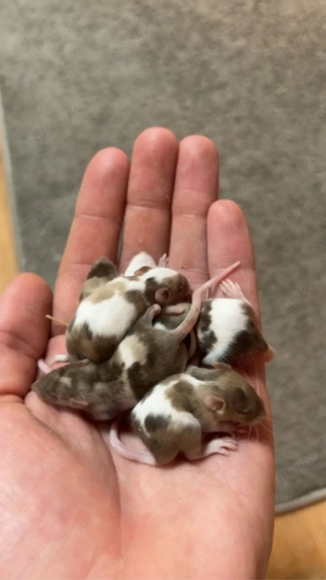 Farbmäuse verschiedene variationen 