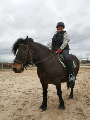 Suche Pflege- oder   und Reitbeteiligung ab März (zum Einlernen gerne auch früher)