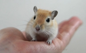 Mongolische Rennmäuse aus seriöser Zucht Bild 4