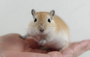 Mongolische Rennmäuse aus seriöser Zucht Bild 8