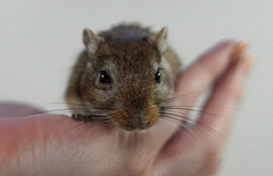 Mongolische Rennmäuse aus seriöser Zucht Bild 5