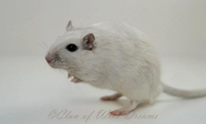 Mongolische Rennmäuse aus seriöser Zucht Bild 7