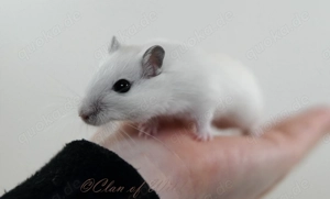 Mongolische Rennmäuse aus seriöser Zucht Bild 2