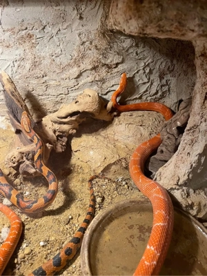 2 Kornnatternschlagen (weiblich & männlich) mit Terarium suchen neues Zuhause  Bild 6