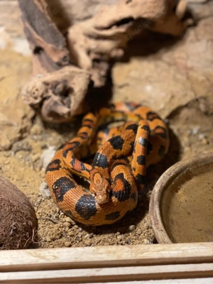 2 Kornnatternschlagen (weiblich & männlich) mit Terarium suchen neues Zuhause  Bild 2