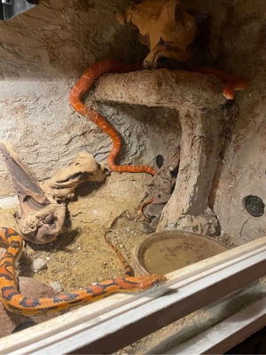 2 Kornnatternschlagen (weiblich & männlich) mit Terarium suchen neues Zuhause  Bild 7