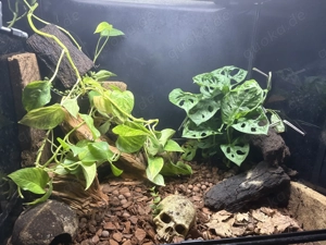 Terrarium 45x45x80 cm (HabiStat) inkl. Technik & Dendrobates auratus Karibik   komplett eingerichtet