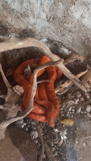 2 Kornnatternschlagen (weiblich & männlich) mit Terarium suchen neues Zuhause  Bild 8