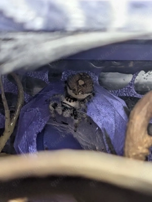 Phidippus regius Everglades Weibchen mit Terrarium 