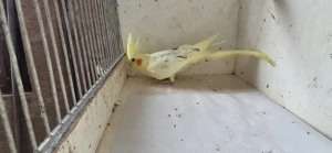 Schöne Junge gelbe Nymphensittiche Bild 2