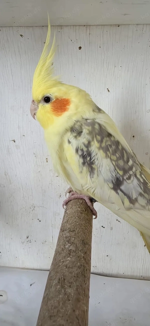 Schöne Junge gelbe Nymphensittiche Bild 4