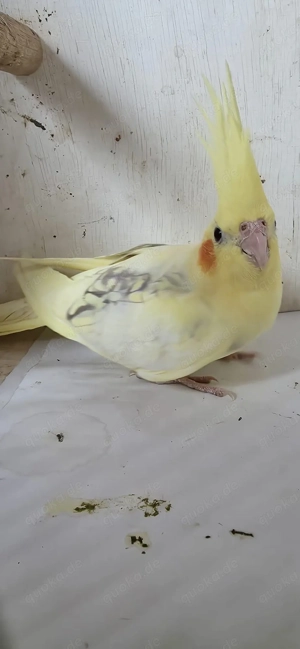 Schöne Junge gelbe Nymphensittiche Bild 3