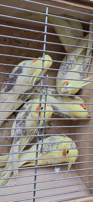 Schöne Junge gelbe Nymphensittiche Bild 5