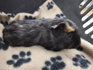 Sehr süße männliche Meerschweinchen Babys 