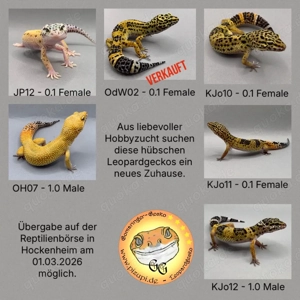 Leopardgecko versch. Farbmorphen