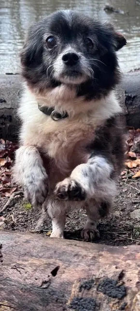 kleine ruhige Hundedame Hanni sucht ruhiges zu Hause