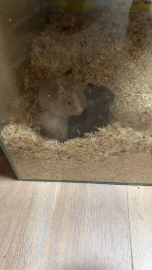 3 Degus mit käffig und streu Bild 3