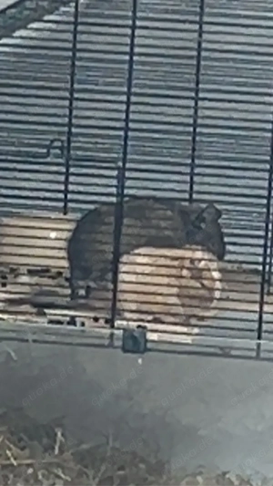 3 Degus mit käffig und streu Bild 2