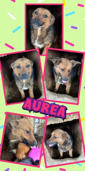 kleine, süße Hündin "Aurea" ist auf der Suche nach einem liebevollen Zuhause 