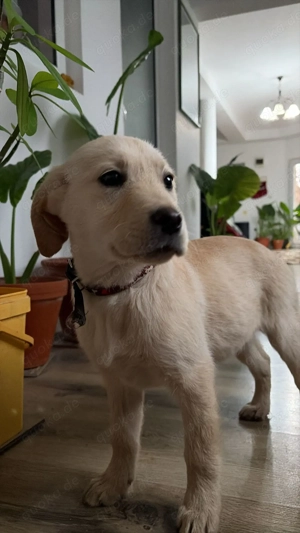 Süße Labrador-Hündin  Roza  sucht ein hause