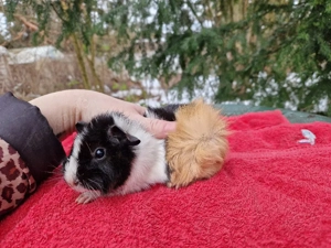 Buttermilch sucht neues Zuhause 