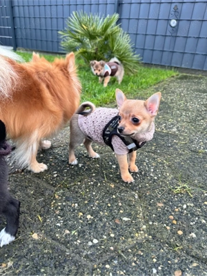 Pomchi Welpen Pomerian Zwergspitz Chihuahua