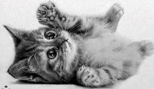 süsse Katzenkinder abgabebereit 