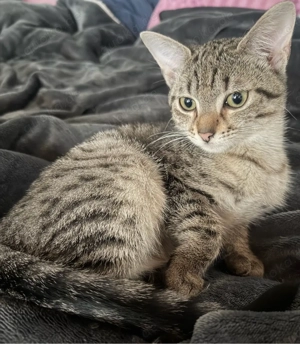 13 wochen altes weibchen ab sofort abzugeben 