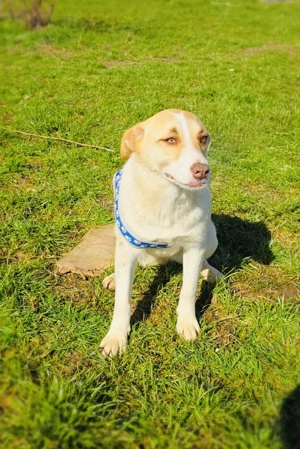 Leonie eine wunderschöne Labbymix Hündin