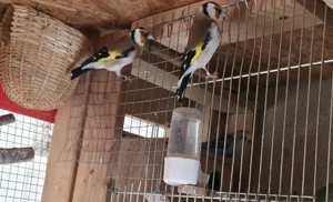 Eine paar zum verkaufen 