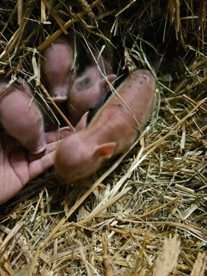 Minischweine mini pic 