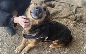 Großes Herz sucht festen Wohnsitz: Hier kommt Seppi