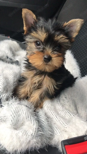 Yorkshire Terrier Welpen