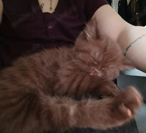 britische Kurzhaar katze