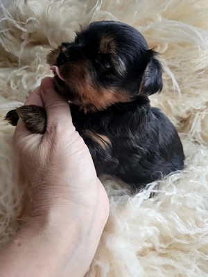 Reinrassige Yorkshire Terrier Welpen